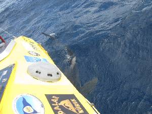 Image: The shark kept circling back under my stern to wiggle its back against my hull.