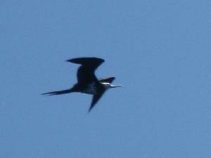 Image: This one had a white head and white spur extending to the base of its wing. Had to be a Lesser Frigatebird.