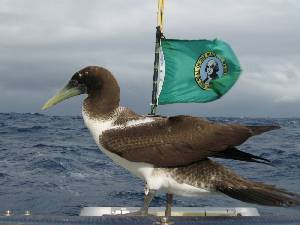 Image: A booby visited my boat briefly.  I was so close, and it wasn't afraid.