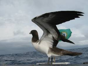 Image: Wings stretched and occasionally flapping, the booby balanced itself on the rolling boat.