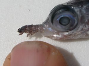 Image: Flying fish landed on deck before having a chance to swallow its catch.  My index fingernail is next to it for size comparison.