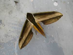 Image: These large brown-mustard colored moths were not as cooperative.