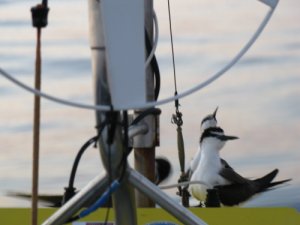 Image: Sooty Tern kuşları normalde hiç konmazlar, ama rüzgarsız süzülemeyince sıcak onları da baymıştı.