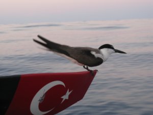 Image: Kuşlar arada bir bana eşlik etti. Tekneme pisleyene kadar pek şirindi keratalar. Bu bir Sooty Tern.