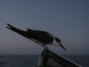 Image: Sooty Tern kuşları hiç konmazlar sanırdım. Bunun benden hiç korkusu yoktu.